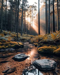 Sonne bricht durch den Nebelwald