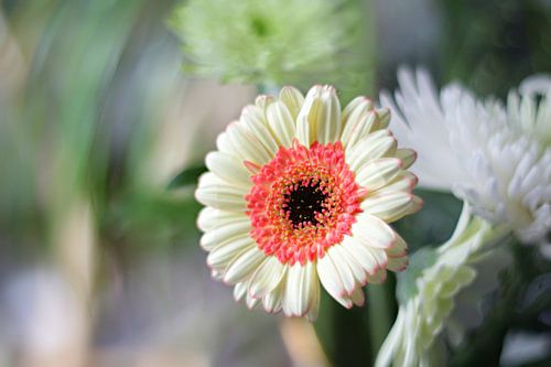 Gerbera bloem