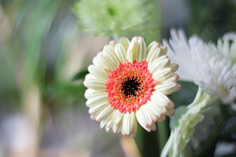 Gerbera-Blume von Marianna Pobedimova