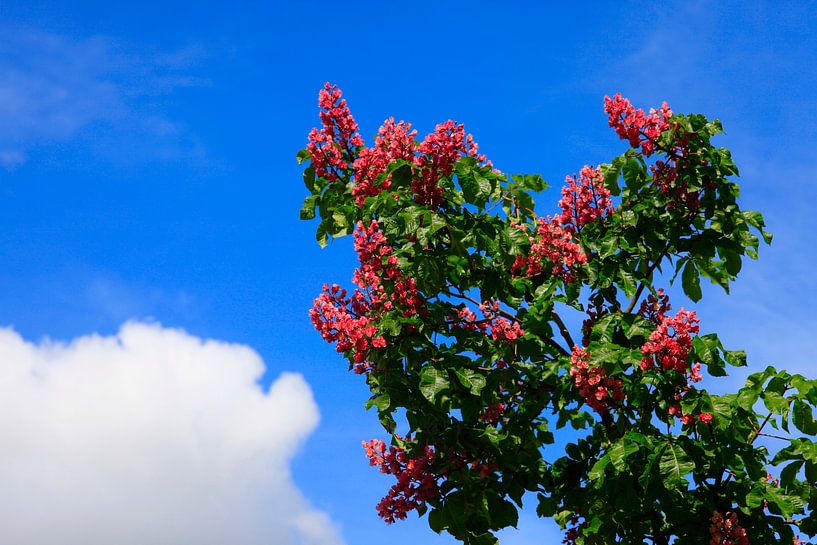 Chestnut Blossom by Thomas Jäger