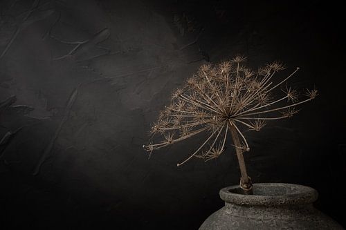 Still life with large dried hogweed in grey stone jar