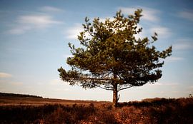 Ede van Christiaan Krouwels