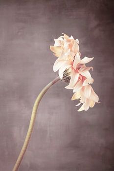 Zartrosa Gerbera-Blüte - Wabi-Sabi-Stil