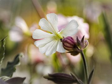 Koekoeksbloem van Rob Boon