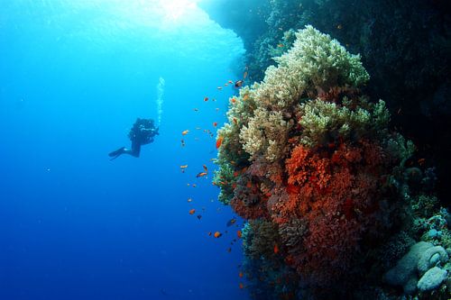 Duiker naast het rif