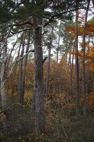 Pine forest with deciduous trees in autumn by Martin Flechsig