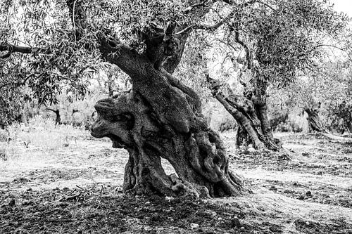 An ancient olive tree called Methuselah