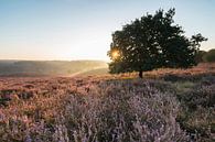 de posbank zonsopkomst van Bart Harmsen thumbnail