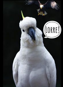 Kakadu Lorre! Bevor der Adler angreift
