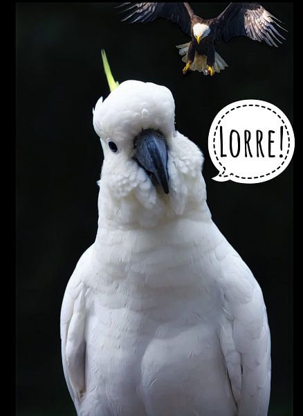 Kakatoe Lorre! Before Eagle Attacks  van Truckpowerr