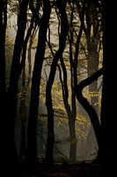 Forest light