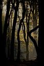 Forest light van Hans Koster thumbnail