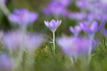 Krokus in het gras van Ad Jekel