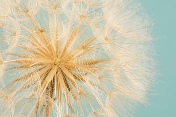 Zachtheid van een Tragopogon met turquoise achtergrond van Marjolijn van den Berg