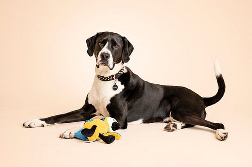 Liegender schwarz-weißer hundeähnlicher Hund, mit seinem Papageien-Kuscheltier / im Atelier mit beige als Hintergrundfarbe