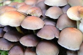 Autumn elements nature photo. by Foto GERfie