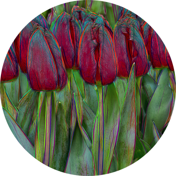 red tulips van eric van der eijk
