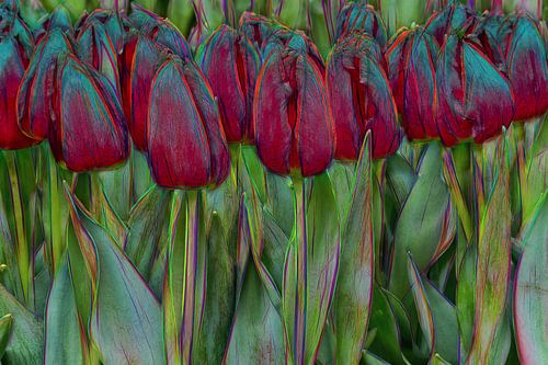 red tulips