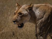 African lion close-up