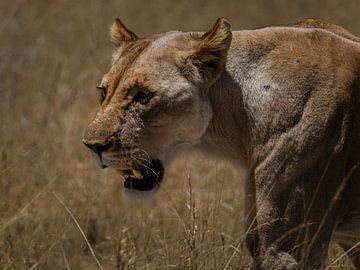 Afrikaanse leeuw close-up van lousfoto