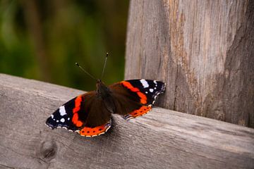 Atalanta (vlinder) van FotoGraaG Hanneke