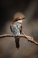 Bee-Eater Dark