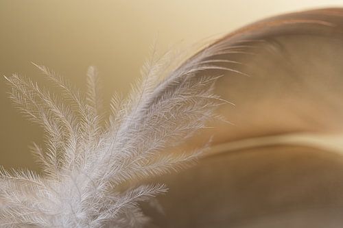 Het witte dons van een veertje