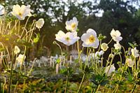 Anemonen in golden hour