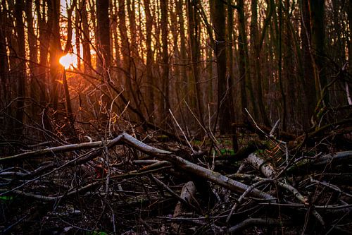 La beauté des déchus