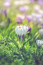 White crocuses von Alessia Peviani Miniaturansicht