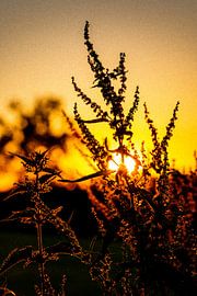 Brandnetel voor de zonsondergang in het tegenlicht. van Stefan Kreisköther