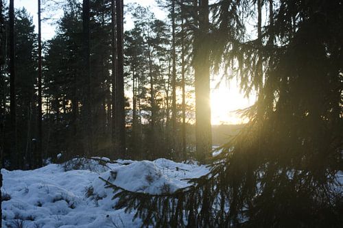 Dalarnas Län - Bos in rust