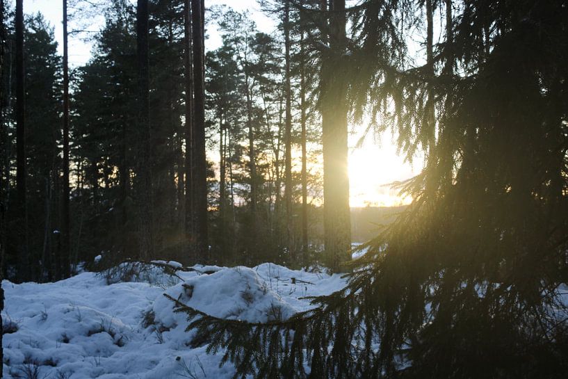 Dalarnas Län - Forest at rest by Kreativ Apa Wallart