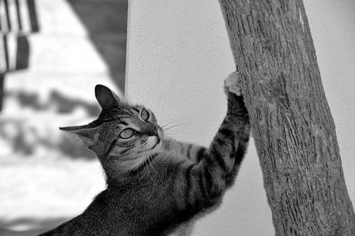 CHAT 3