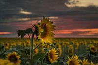 Tournesols au coucher du soleil