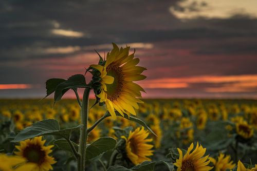 Zonnebloemen bij zonsondergang