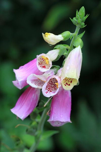 Foxglove by Jolanta Mayerberg