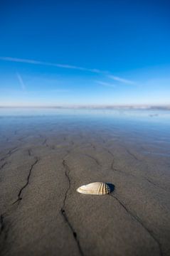 Schelp op een leeg strand met beperkte scherptediepte van Sjoerd van der Wal Fotografie