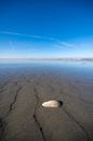 Schelp op een leeg strand met beperkte scherptediepte van Sjoerd van der Wal Fotografie thumbnail