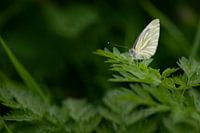 weißer Schmetterling