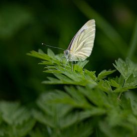 weißer Schmetterling von Benjamin Admiraal