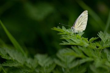 witte vlinder van Benjamin Admiraal