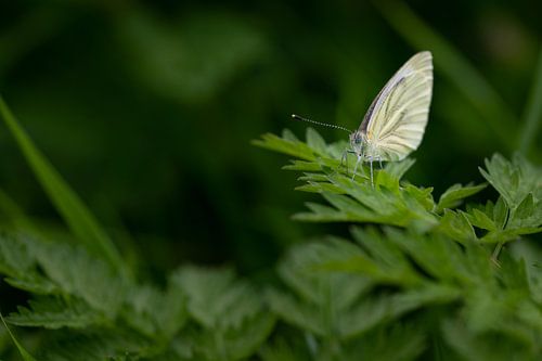 papillon blanc sur Benjamin Admiraal