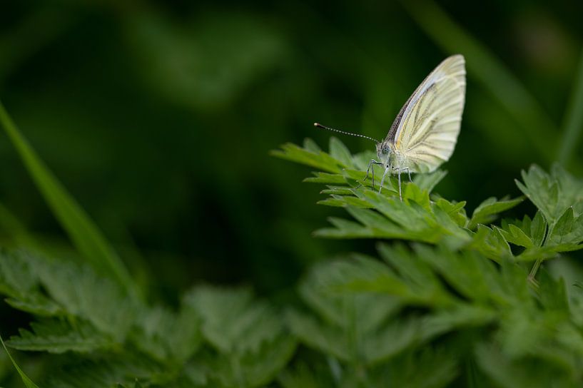 white butterfly by Benjamin Admiraal