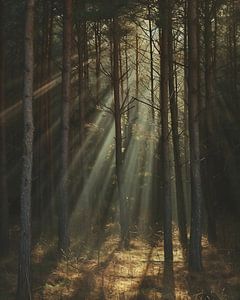 Magisches Licht im Wald