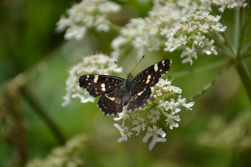 butterfly Seasoning by Henriette Tischler van Sleen