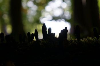geheimnisvoller Wald