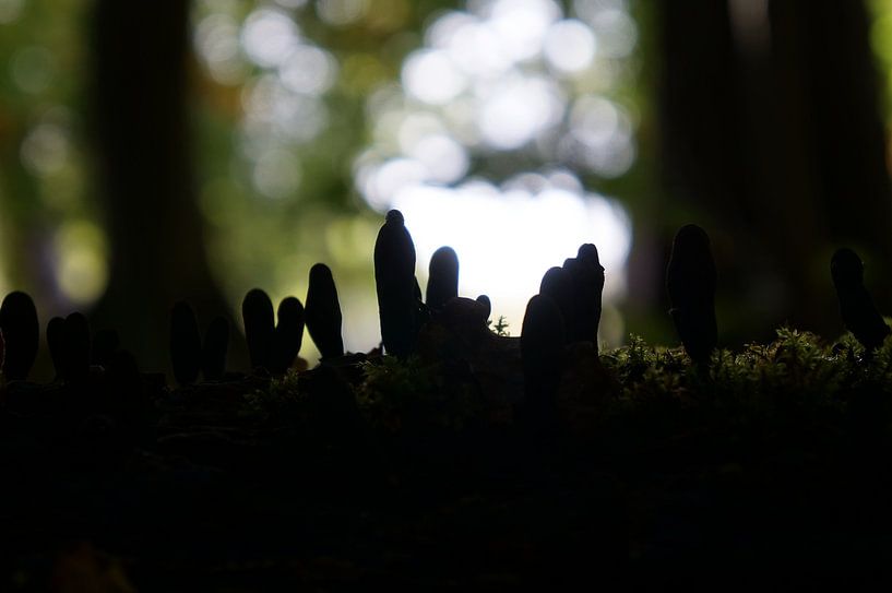 mysterious forest by Madeltijntje