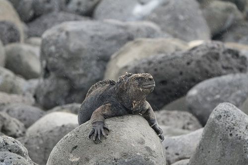zeeleguaan op rotsen