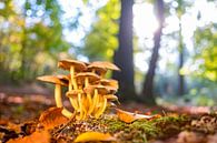 Mushrooms in the forest during a beautiful fall day by Sjoerd van der Wal thumbnail